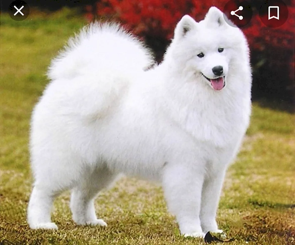 Samoed dog breed