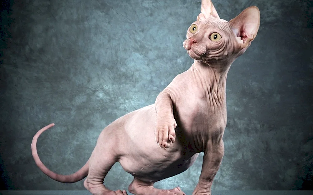 Sphynx cat breed