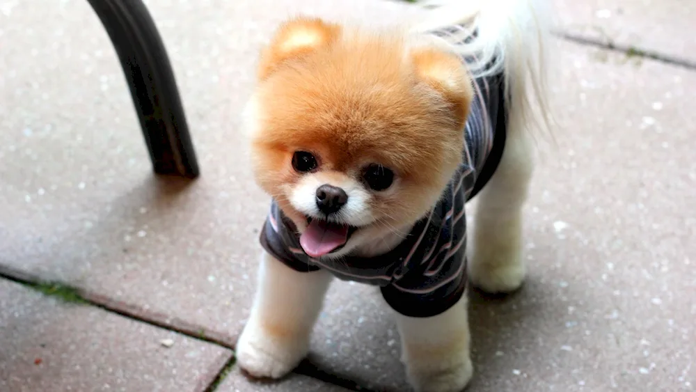 Pomeranian Spitz Teacup.
