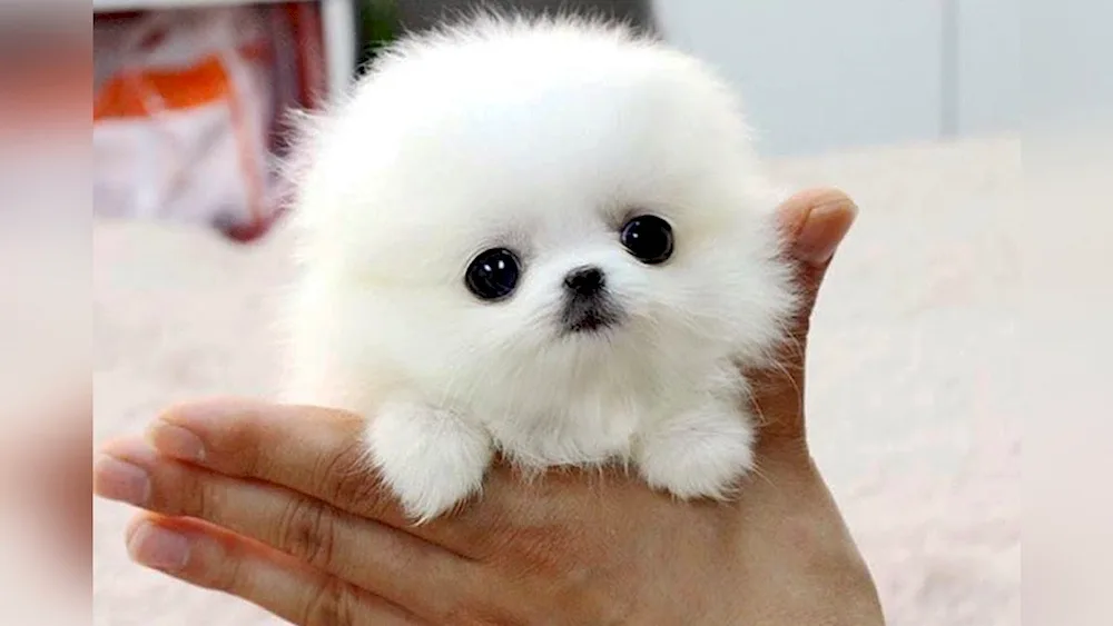 Pomeranian Spitz Boo