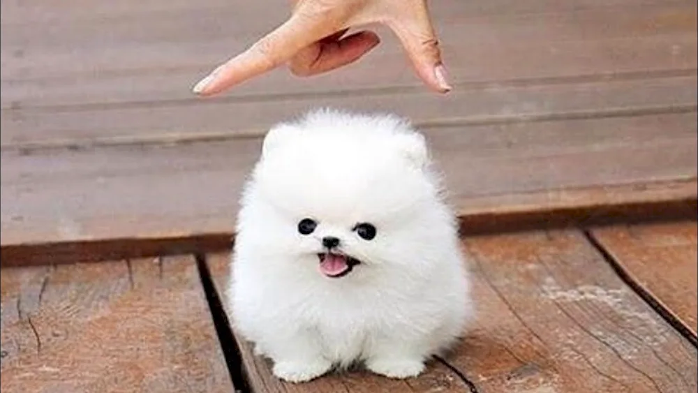 Dog Spitz Pomeranian Dwarf Spitz White