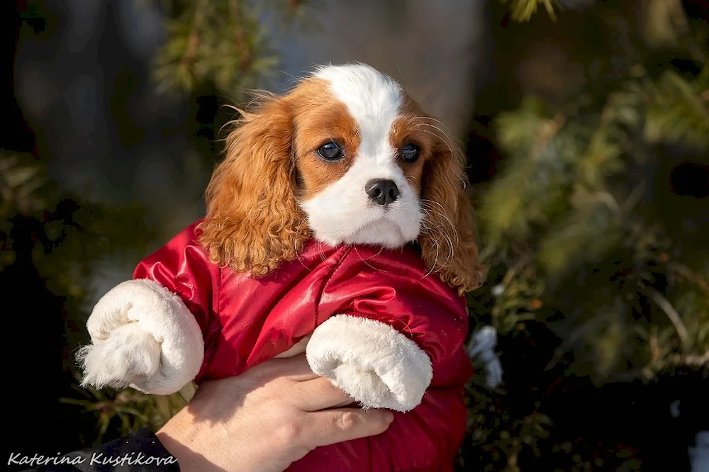 Charles cocker spaniel