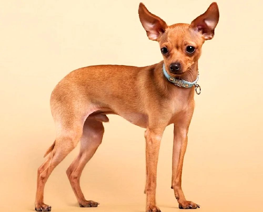 Carlitz Terrier