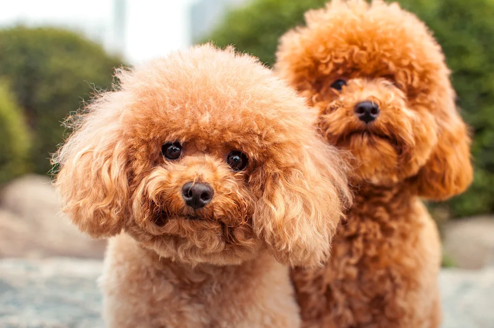 Dwarf Toy poodle