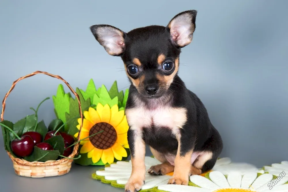 Chihuahua long-haired dog