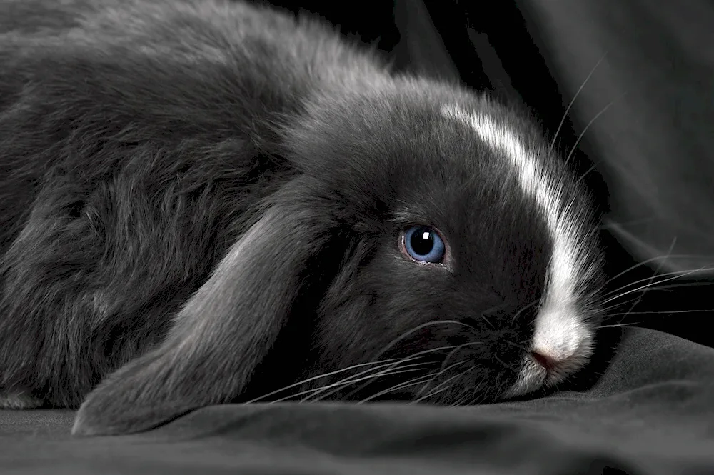 Rabbits
