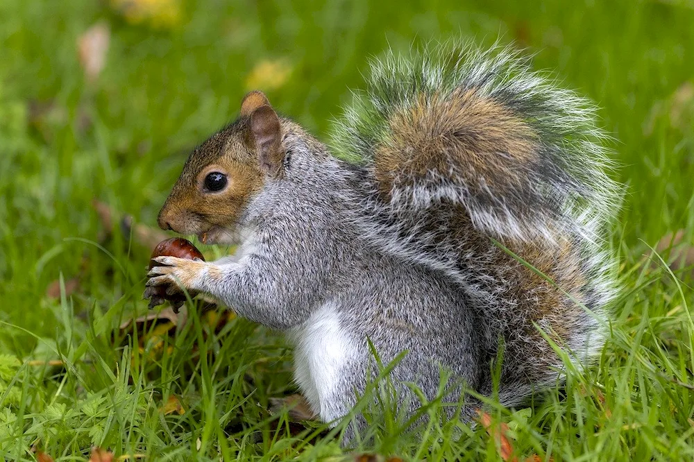 Common squirrel