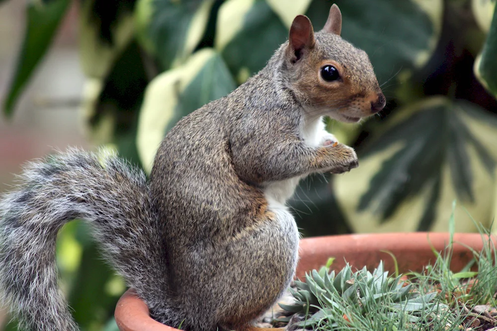 Carolina squirrel