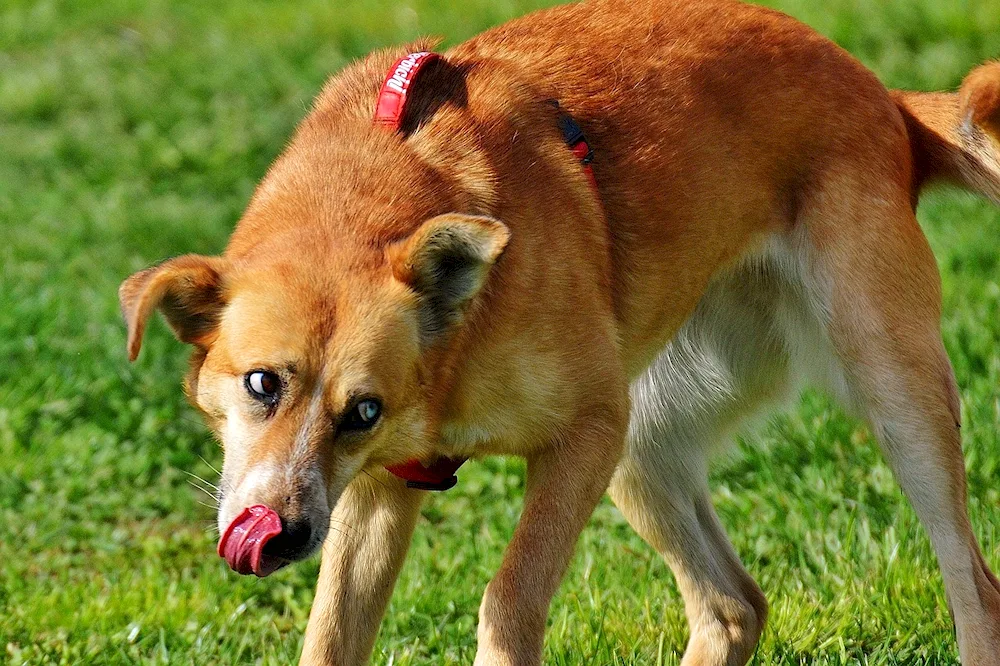 Chinook dog