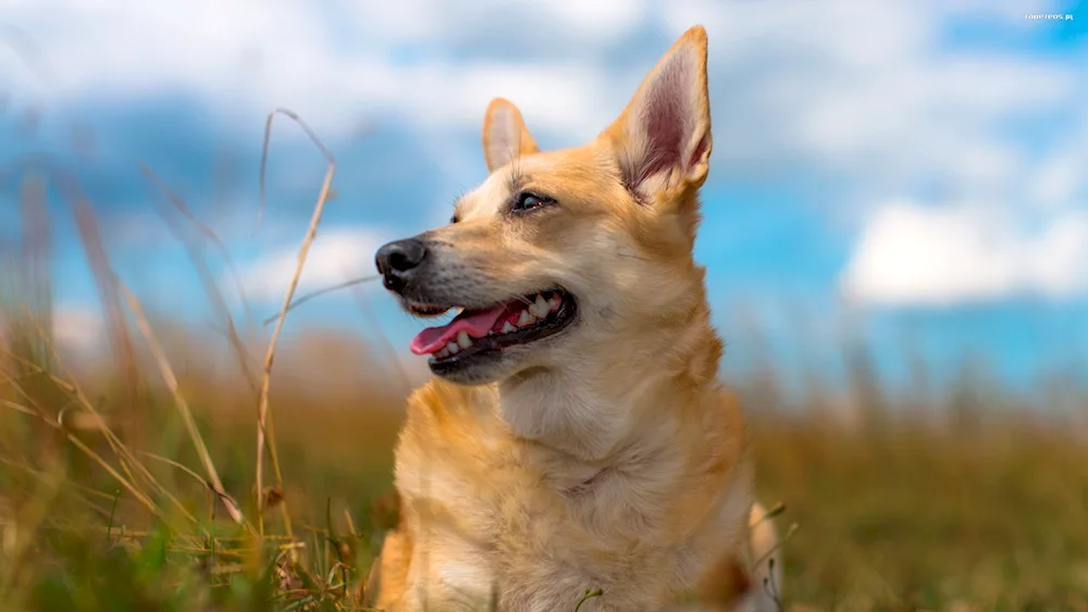 Dingo sheepdog short-haired Dingo