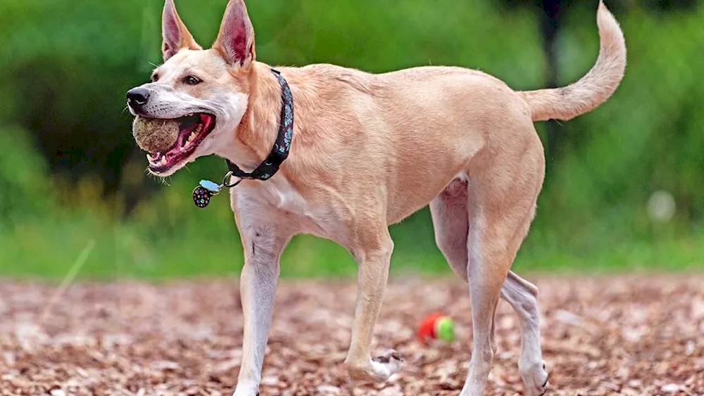 Belgian Sheepdog Malinois