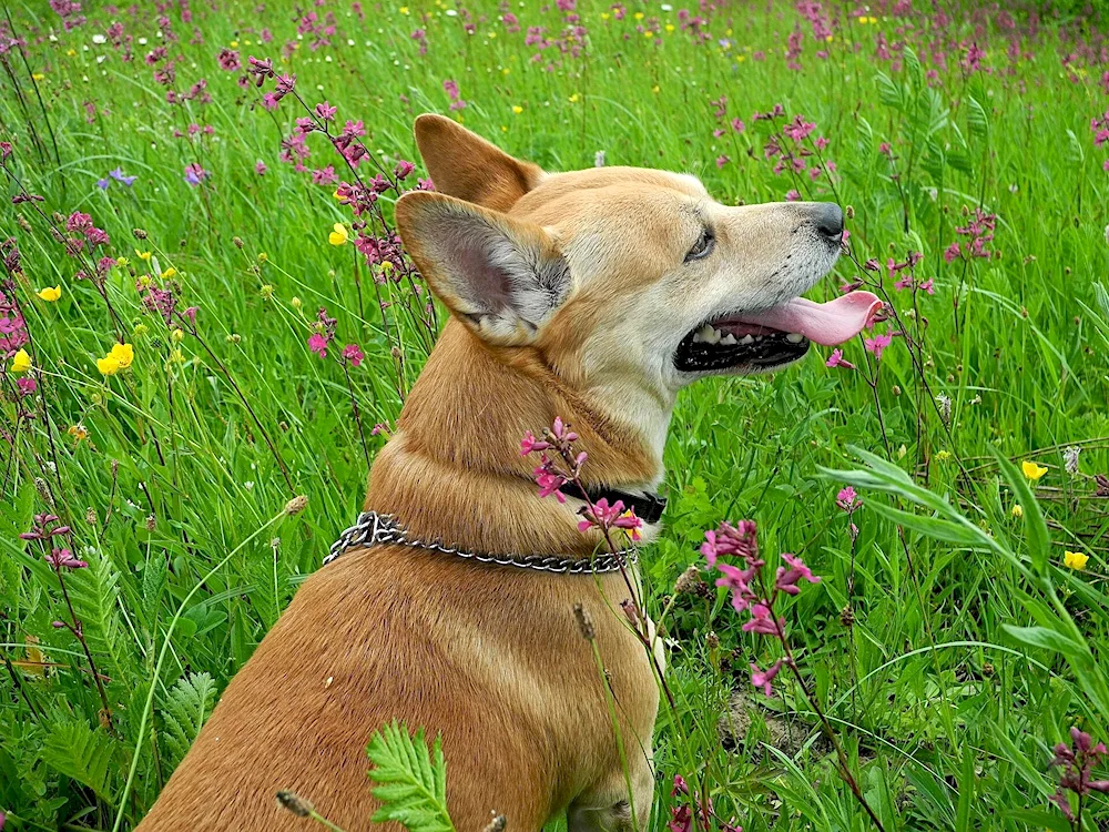 Carolina red dog