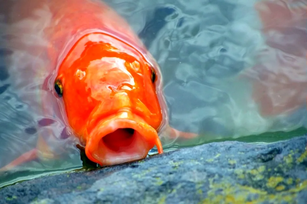 Poisonous fish