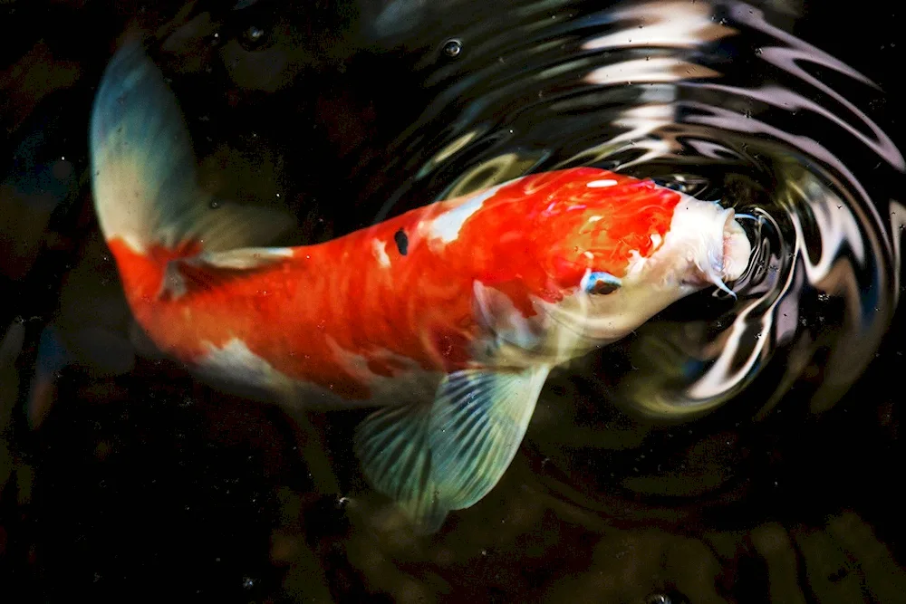 Crowntail aquarium fish