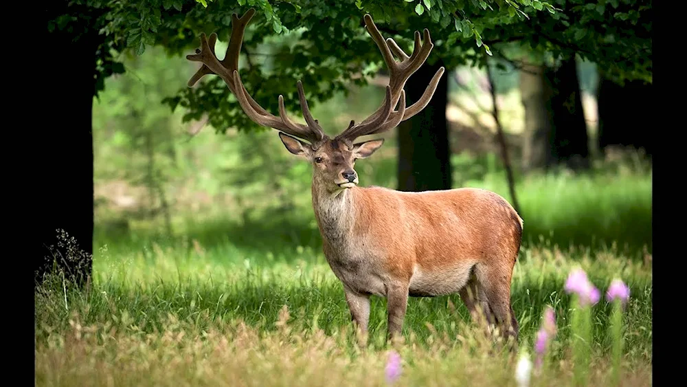 Carpathian red deer