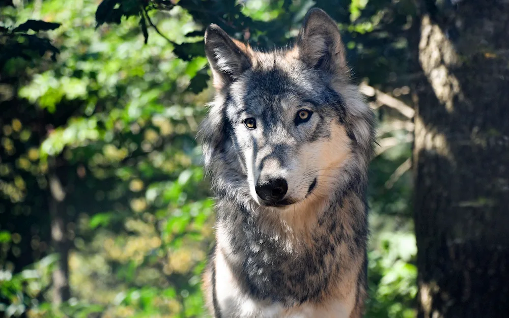 Carpathian wolf