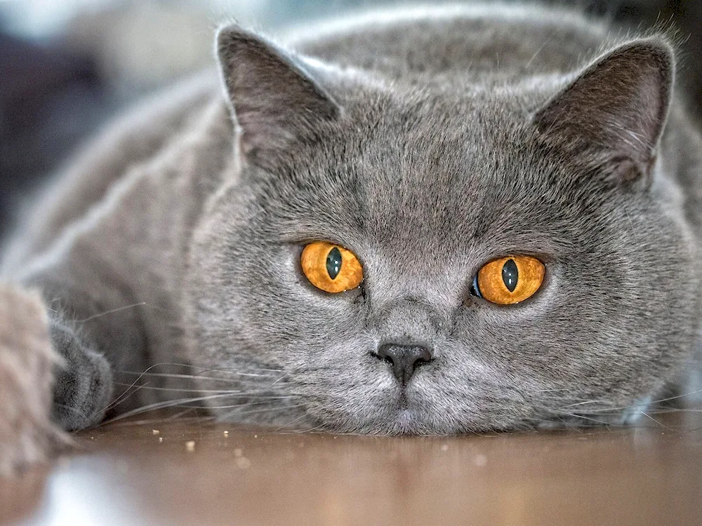 British shorthair cat chartreuse