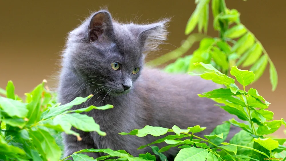 Smoky kitten British