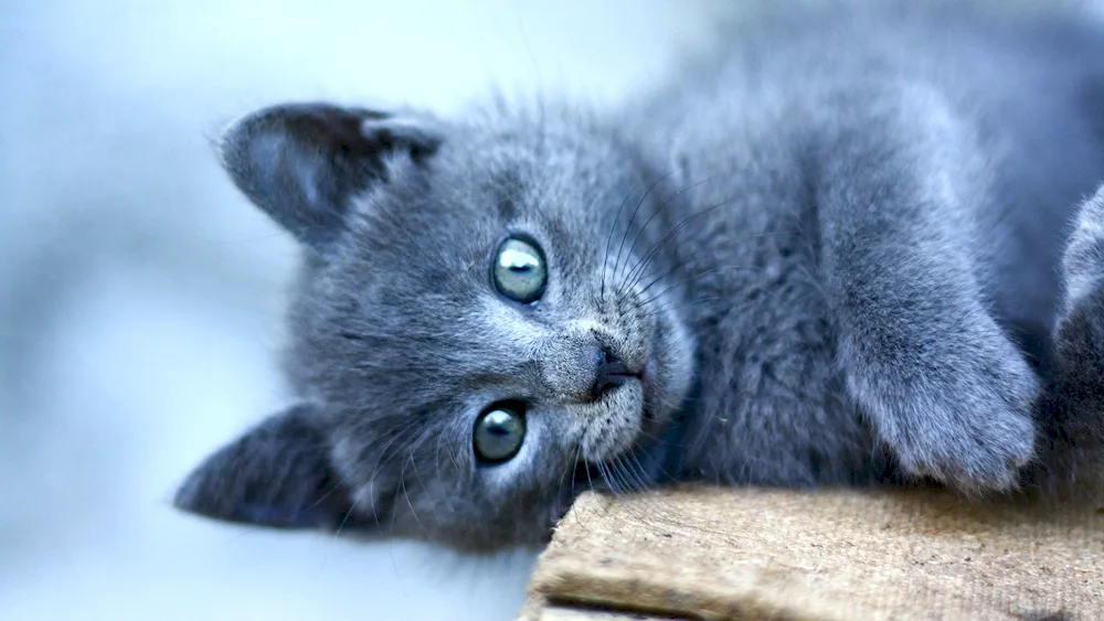 British shorthair cat kitten