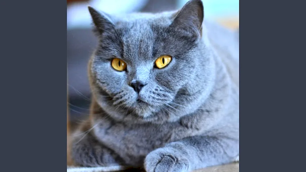 British lop-eared grey cat