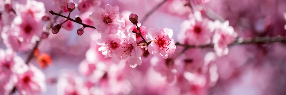 Cherry Blossom flower