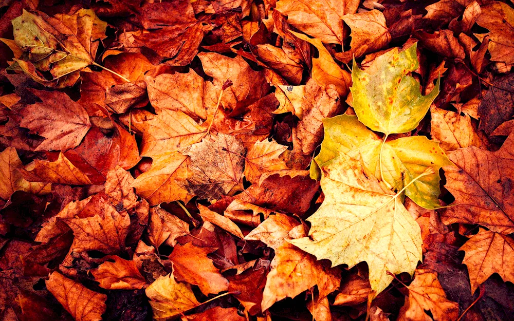 Autumn leaves painting