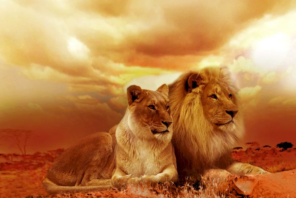 Lion and lioness