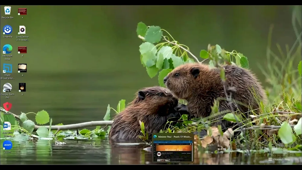 West Siberian River Beaver