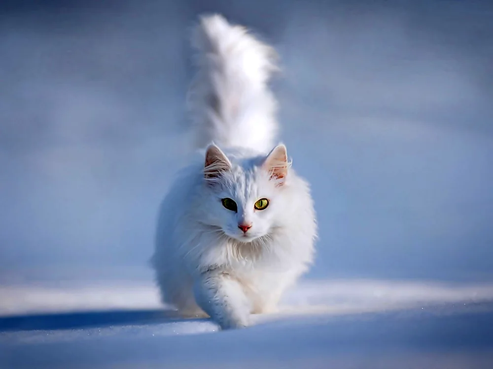 Himalayan cat