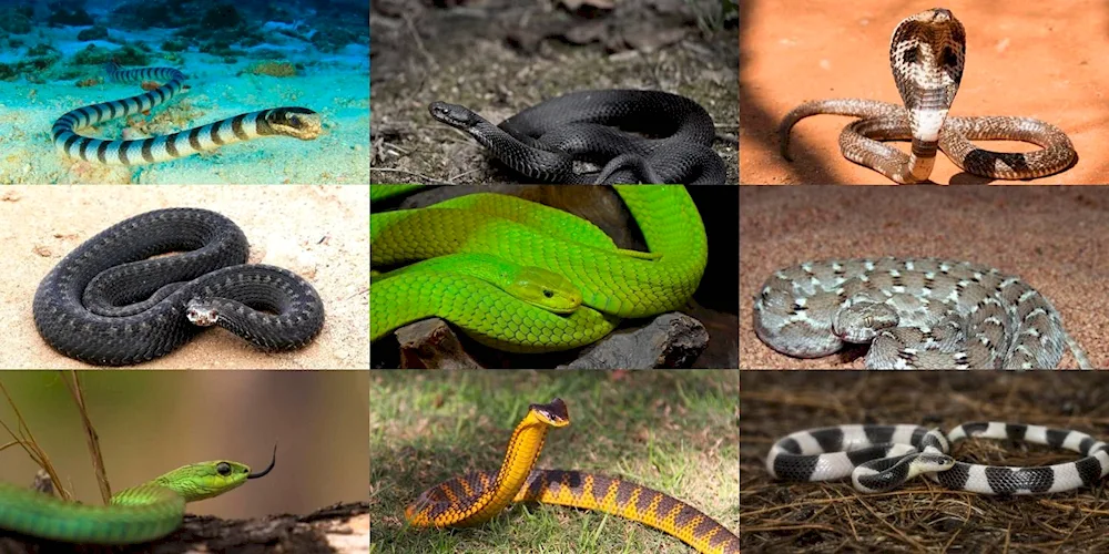 Pictures of venomous snakes