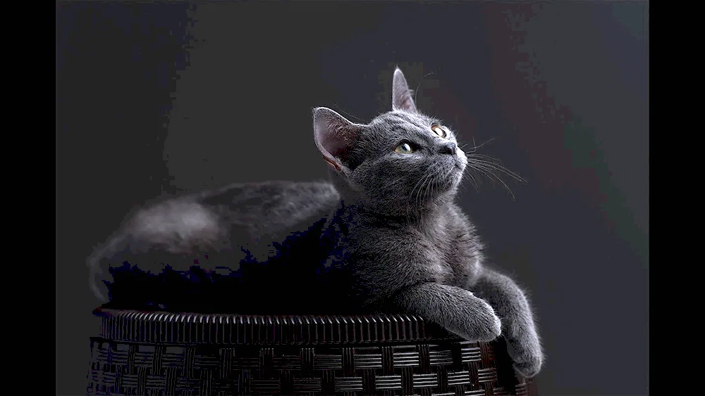 Russian blue cat kittens