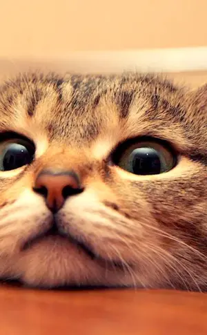 Pictures of cats on desktop