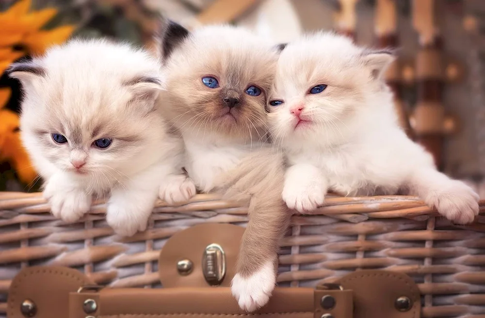 Beautiful kittens