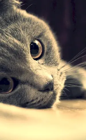 Pictures for desktop kitties