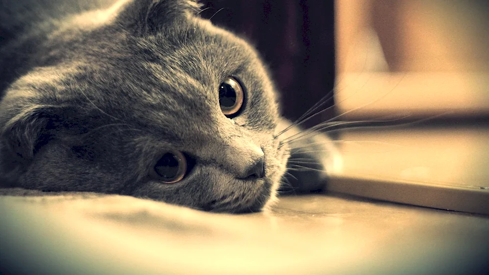 Pictures for desktop kitties