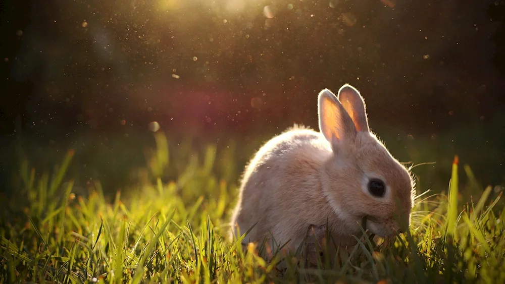 Hare on the hind legs