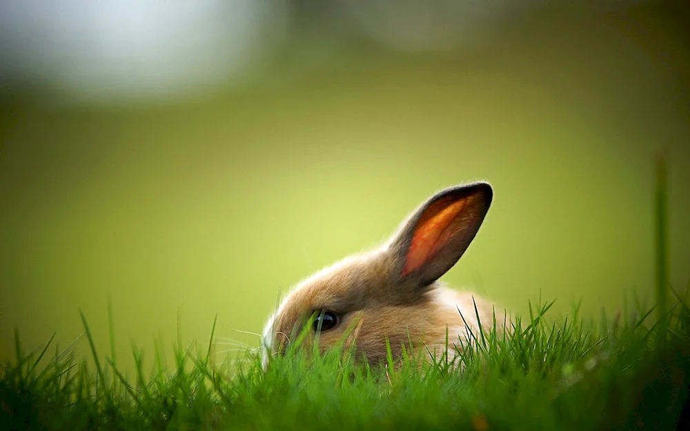 Desktop pictures of bunnies