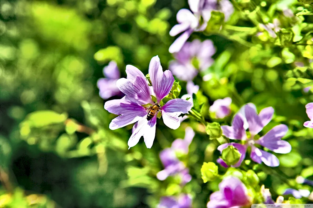 Desktop pictures of summer