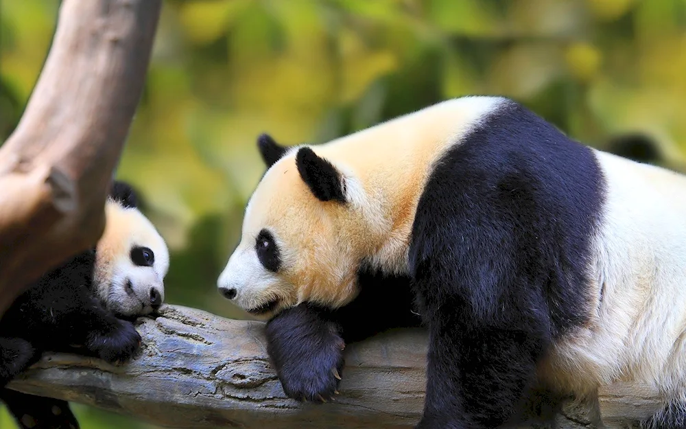 Desktop pictures of Panda