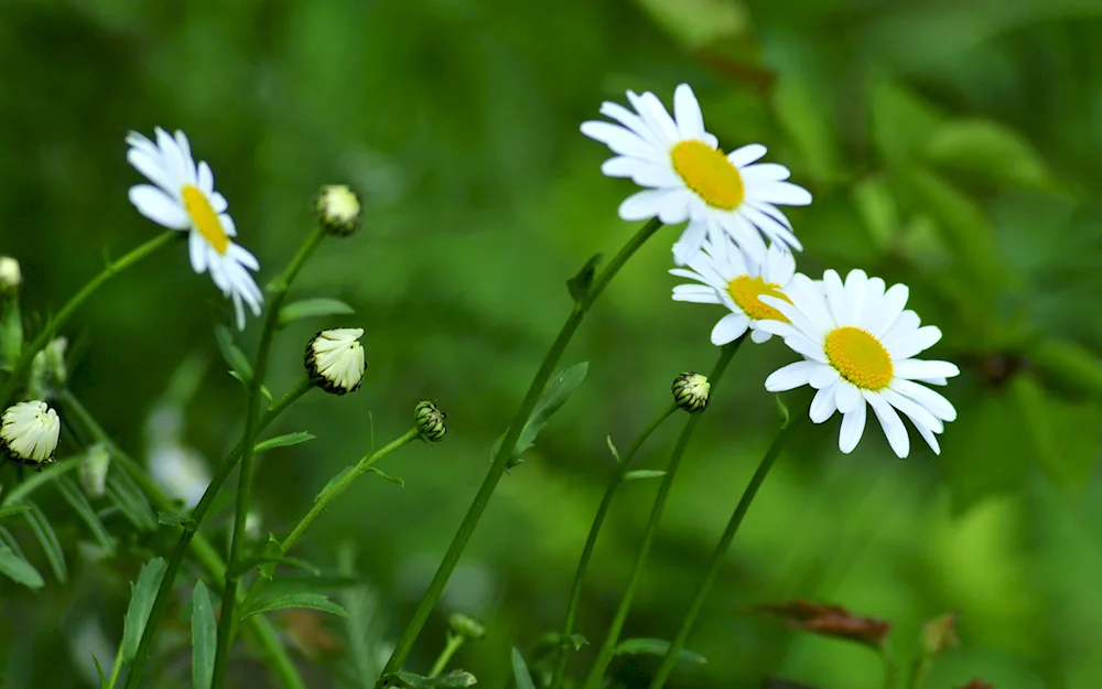 Daisy Chamomile