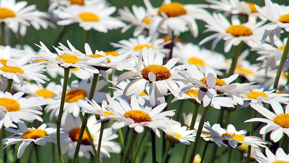 Chamomile background