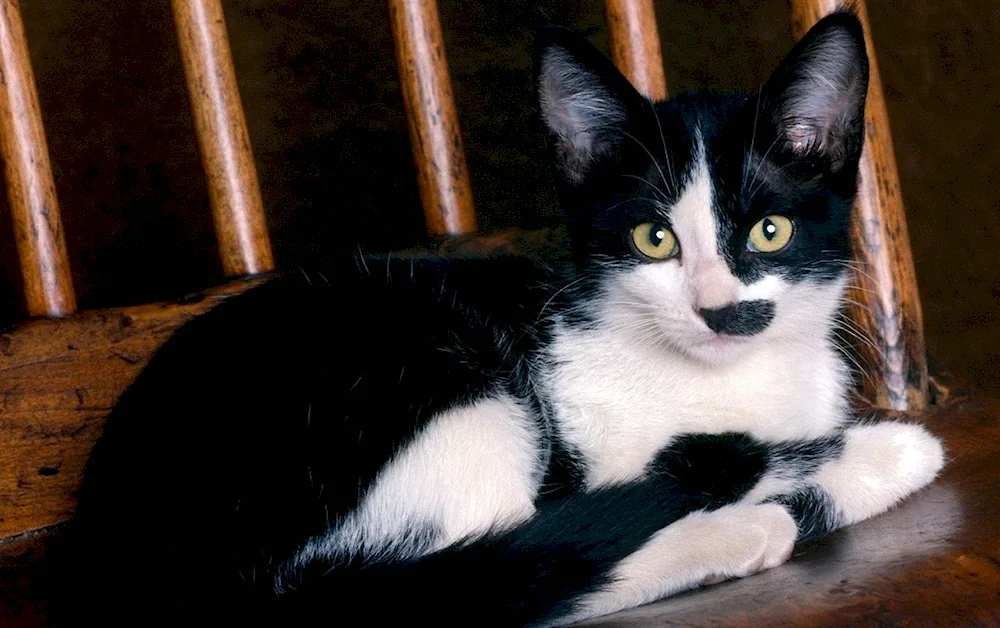 Bombay cat with white chest