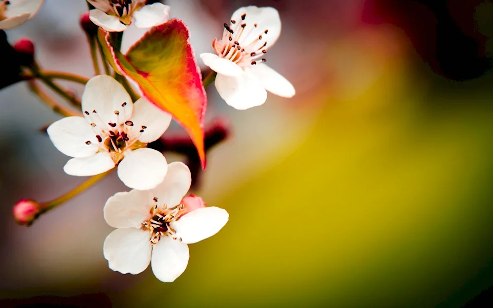 Spring pictures for desktop