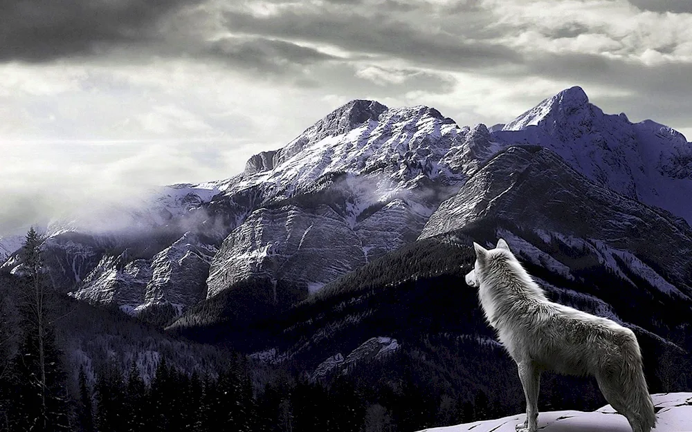 Glaze wolf