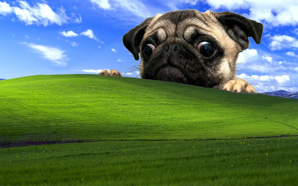 Computer screensaver pictures