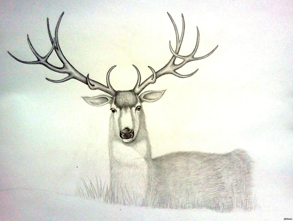 Deer drawing