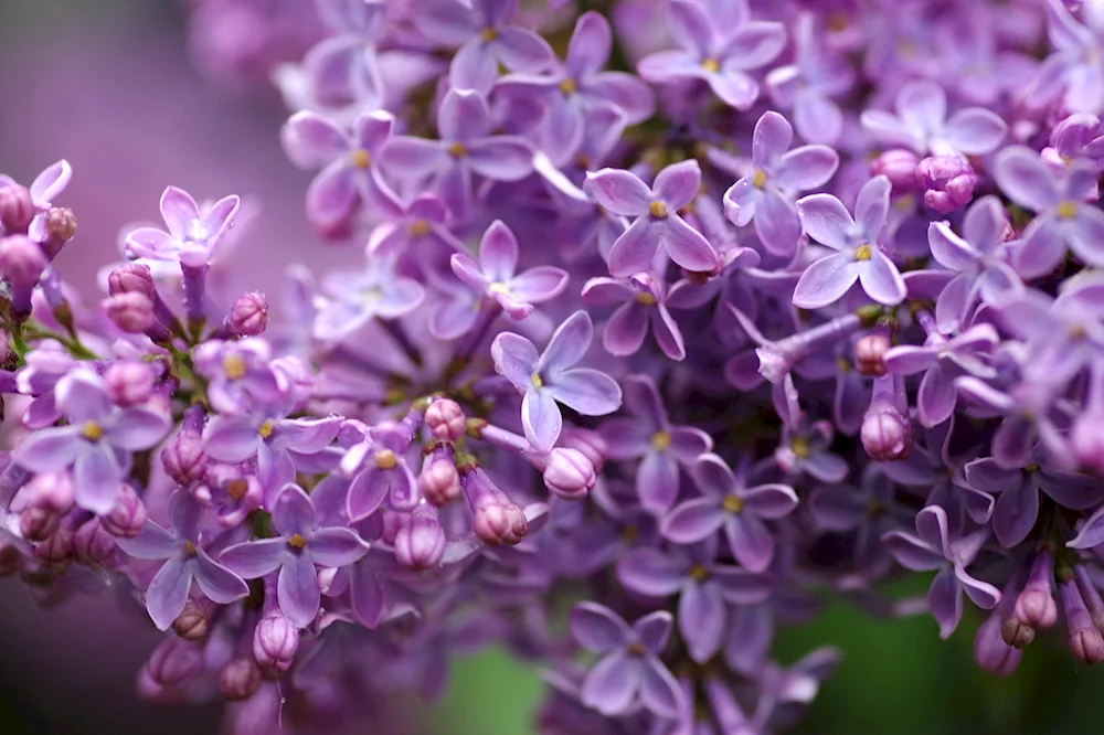 Five-leaved lilac