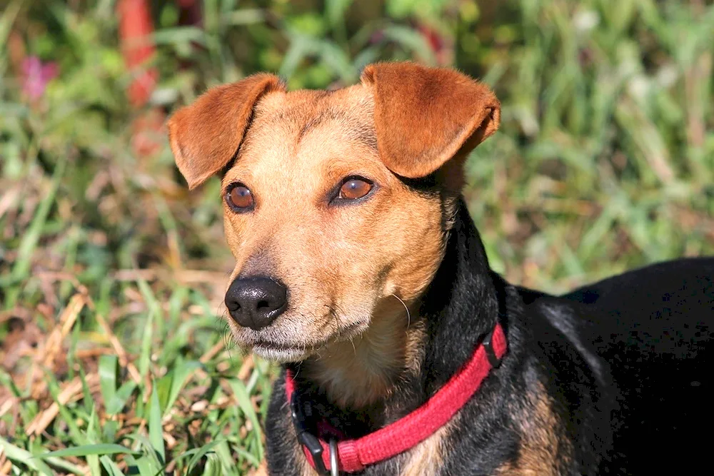 Dachshund and spaniel mix