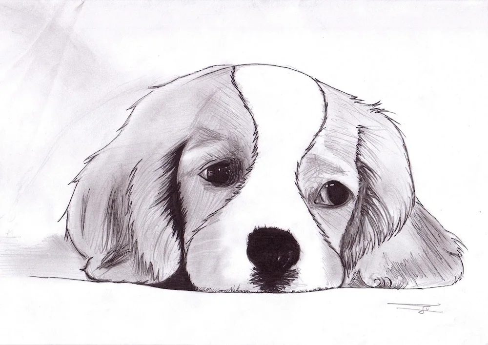 Dog pictures for sketching