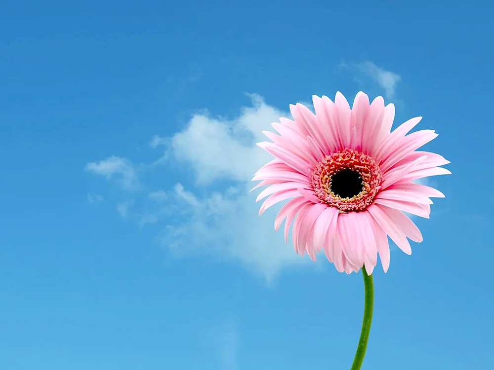 Butterfly on flower